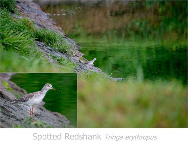image 8320 of Spotted Redshank