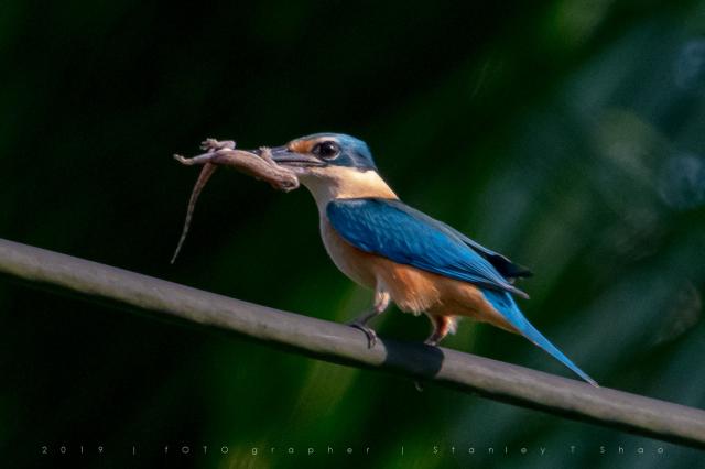 image 8347 of Sacred Kingfisher
