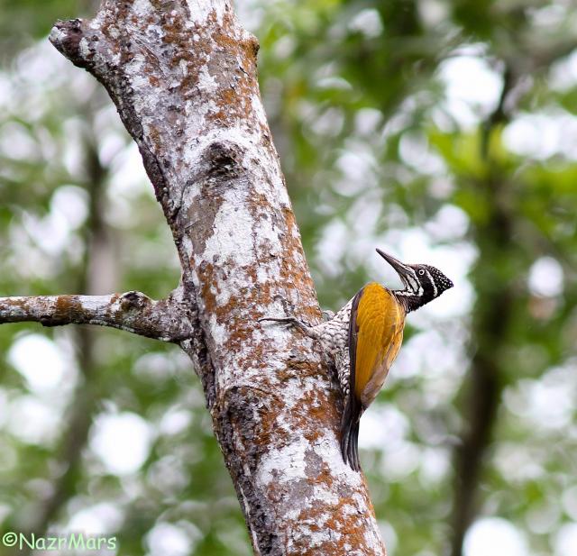 image 8344 of Greater Goldenback