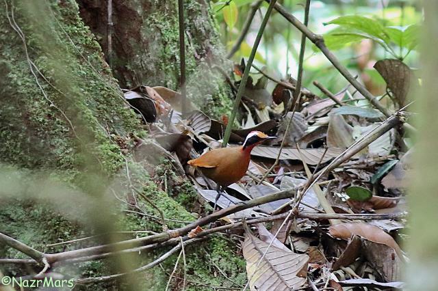 image 8332 of Rail-babbler