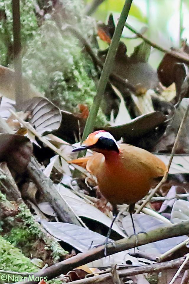 image 8330 of Rail-babbler