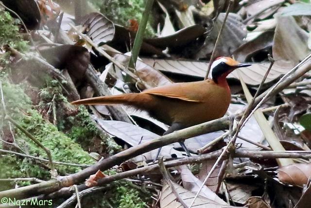 image 8333 of Rail-babbler