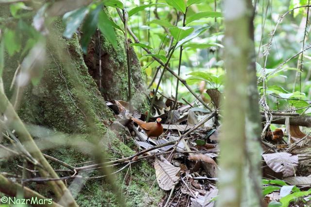 image 8331 of Rail-babbler