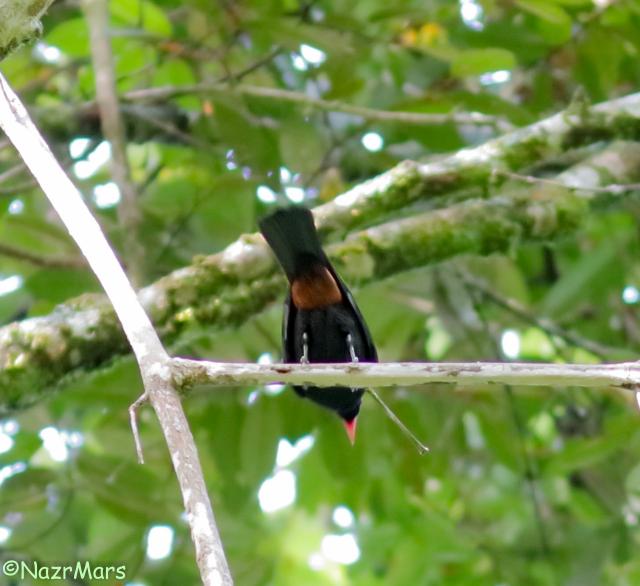image 8341 of Bornean Oriole