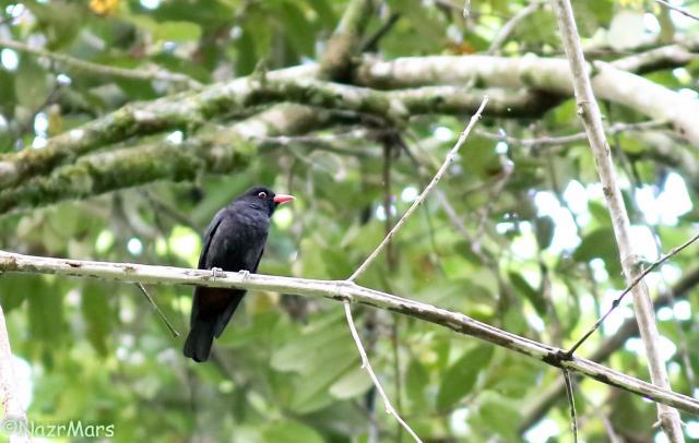 image 8340 of Bornean Oriole