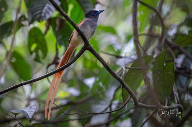 image 8322 of Asian Paradise-flycatcher