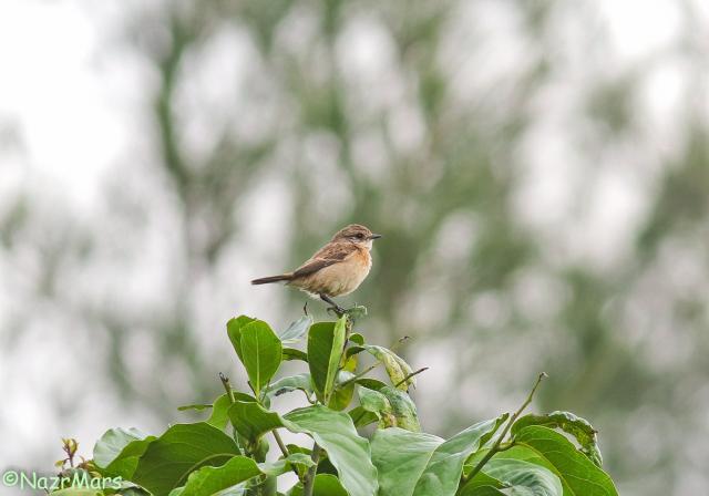 image 8352 of Siberian Stonechat