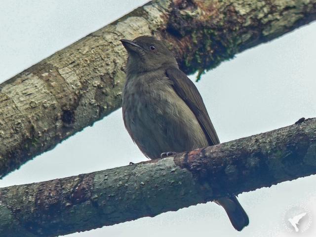 image 8319 of Thick-billed Flowerpecker